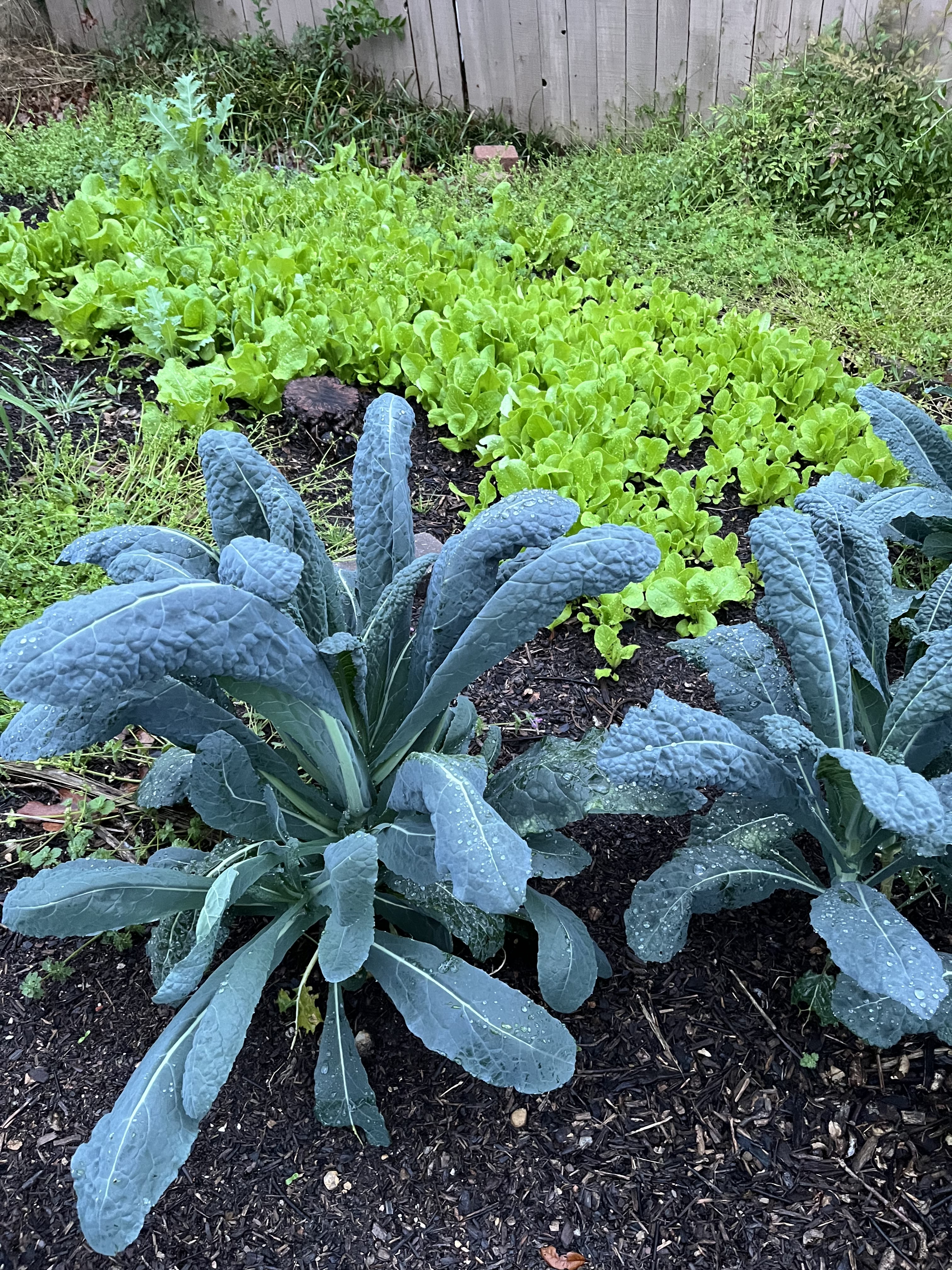 Weeds: Finding Zen in the Garden